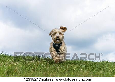 Stock Photograph - A cockapoo runs towards the camera on grass; South Shields, Tyne and Wear, England. Fotosearch