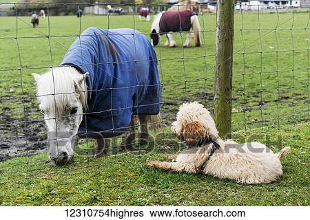 A cockapoo sits on the grass on the other side of a fence watching a Shetland Pony (Equus ferus caballus); South Shields, Tyne and Wear, England View Large Photo Image Stock Photograph - A cockapoo sits on the grass on the other side of a fence watching a Shetland Pony (Equus ferus caballus); South Shields, Tyne and Wear, England. Fotosearch