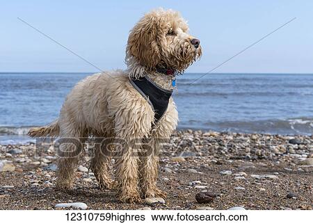 A cockapoo standing on a rocky beach at the water's edge; South Shields, Tyne and Wear, England View Large Photo Image Stock Photograph - A cockapoo standing on a rocky beach at the water's edge; South Shields, Tyne and Wear, England. Fotosearch