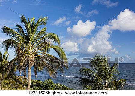 A Colourful View Of Palm Trees With Blue Sky And Puffy Clouds; St. Croix, US Virgin Islands View Large Photo Image Stock Photograph - A Colourful View Of Palm Trees With Blue Sky And Puffy Clouds; St. Croix, US Virgin Islands. Fotosearch