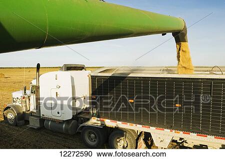 A combine empties soybeans into a farm truck during the harvest, near La Salle; Manitoba, Canada View Large Photo Image Stock Image - A combine empties soybeans into a farm truck during the harvest, near La Salle; Manitoba, Canada. Fotosearch