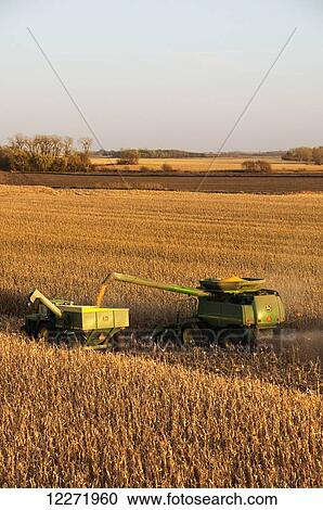 Stock Image - A combine harvesting grain corn and unloading the corn into a grain wagon, near Blue Earth; Minnesota, United States of America. Fotosearch