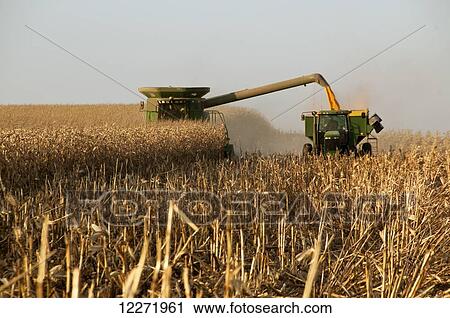 A combine harvesting grain corn and unloading the corn into a grain wagon, near Blue Earth; Minnesota, United States of America View Large Photo Image Stock Image - A combine harvesting grain corn and unloading the corn into a grain wagon, near Blue Earth; Minnesota, United States of America. Fotosearch