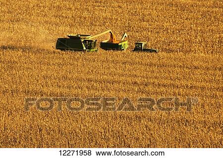 A combine harvesting grain corn and unloading the corn into a grain wagon, near Blue Earth; Minnesota, United States of America View Large Photo Image Stock Photo - A combine harvesting grain corn and unloading the corn into a grain wagon, near Blue Earth; Minnesota, United States of America. Fotosearch