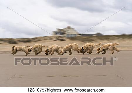 Stock Photograph - A composite of a cockapoo playing on the beach, with 6 images in a row; South Shields, Tyne and Wear, England. Fotosearch