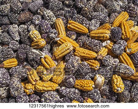 Stock Photograph - A corn harvest in the Cusco region of Peru, where the indigenous Quechua people grow varieties of corn unfamiliar to other western countries; Andahuaylillas, Cusco, Peru. Fotosearch