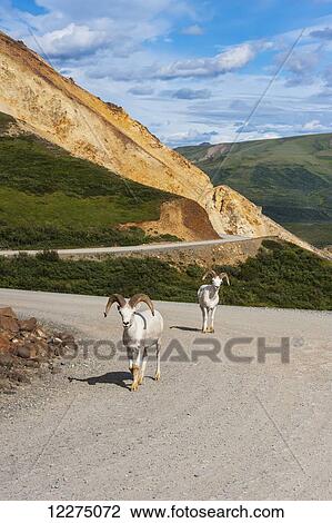 Stock Image - A couple of adult rams are walking on the park road at Polychrome Pass in Denali National Park, Interior Alaska, Summer. Fotosearch