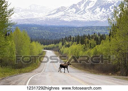 Stock Photograph - A cow moose (alces alces) crosses the Parks Highway north of Willow, with a snow covered mountain in the background, central Alaska; Alaska, United States of America. Fotosearch