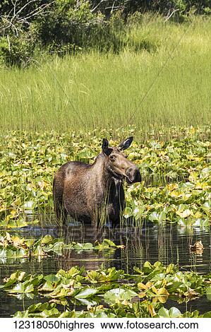 A cow moose (alces alces) feeds on water plants in a small pond next to the Seward Highway; Alaska, United States of America View Large Photo Image Stock Photograph - A cow moose (alces alces) feeds on water plants in a small pond next to the Seward Highway; Alaska, United States of America. Fotosearch