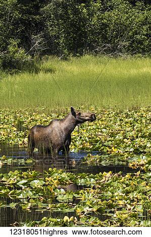 Stock Photograph - A cow moose (alces alces) feeds on water plants in a small pond next to the Seward Highway; Alaska, United States of America. Fotosearch