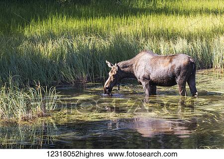 A cow moose (alces alces) feeds on water plants in a small pond next to the Seward Highway; Alaska, United States of America View Large Photo Image Stock Photograph - A cow moose (alces alces) feeds on water plants in a small pond next to the Seward Highway; Alaska, United States of America. Fotosearch