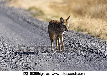 Stock Photograph - A Coyote (Canis latrans) trots along the road in Eastern Oregon; Frenchglen, Oregon, United States of America. Fotosearch