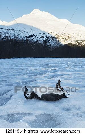 Stock Photograph - A dead Murre lays on the snow near Resurrection Bay; Seward, Alaska, United States of America. Fotosearch