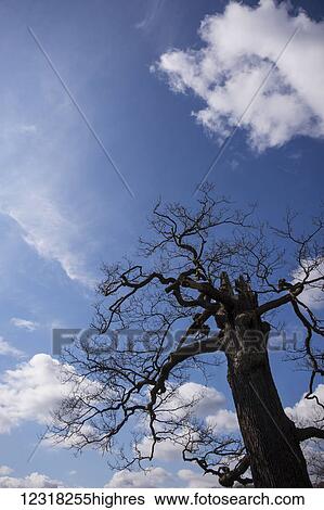 A dead oak tree stands against a bright blue sky in Richmond Park; London, England View Large Photo Image Stock Photograph - A dead oak tree stands against a bright blue sky in Richmond Park; London, England. Fotosearch
