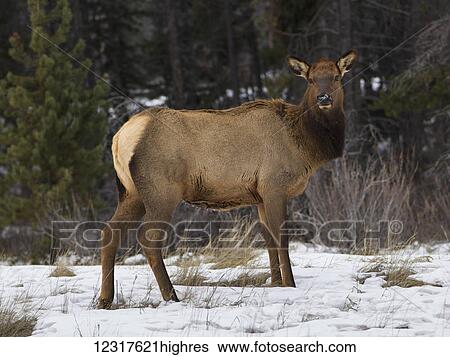 Stock Photograph - A deer stands staring at the edge of a forest along highway 16, Jasper National Park; Alberta, Canada. Fotosearch