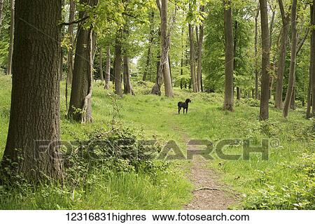 Stock Photograph - A dog on a trail in a forest; Nettledon, England. Fotosearch
