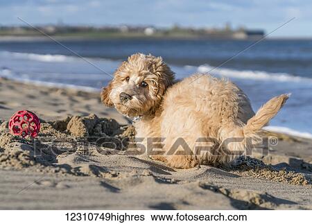 Stock Photograph - A dog plays in the sand at the beach; South Shields, Tyne and Wear, England. Fotosearch