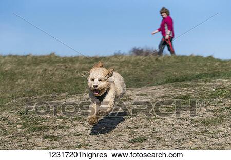 A dog runs on a hillside towards the camera with a woman walking in the background; South Shields, Tyne and Wear, England View Large Photo Image Stock Photograph - A dog runs on a hillside towards the camera with a woman walking in the background; South Shields, Tyne and Wear, England. Fotosearch