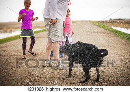 Stock Photograph - A dog shakes to spray the water off it's fur while on a walk with a family; Saskatchewan, Canada. Fotosearch