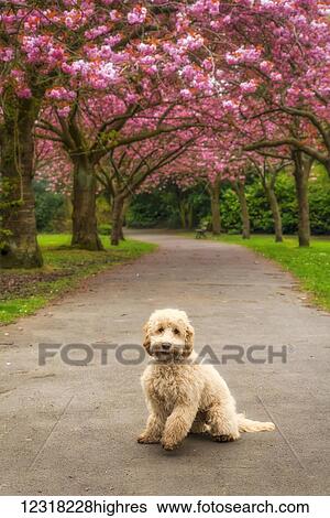 Stock Photograph - A dog sits on a trail lined with trees in pink blossoms; Gateshead, Tyne and Wear, England. Fotosearch