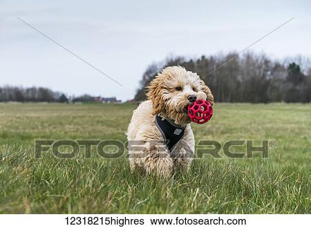 Stock Photograph - A dog walks in a grass field with a toy ball in it's mouth; South Shields, Tyne and Wear, England. Fotosearch