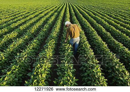 A farmer inspects his mid-season soybean field in early summer; Iowa, United States of America View Large Photo Image Stock Photograph - A farmer inspects his mid-season soybean field in early summer; Iowa, United States of America. Fotosearch