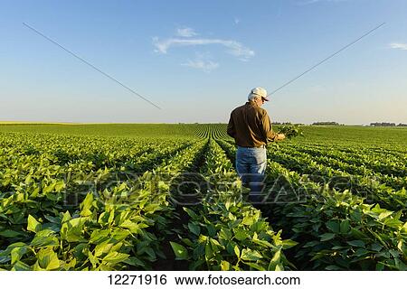 A farmer inspects several soybean plants in his mid-season soybean crop; Iowa, United States of America View Large Photo Image Stock Photograph - A farmer inspects several soybean plants in his mid-season soybean crop; Iowa, United States of America. Fotosearch
