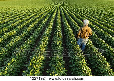 Picture - A farmer looks out across his mid-season soybean field; Iowa, United States of America. Fotosearch