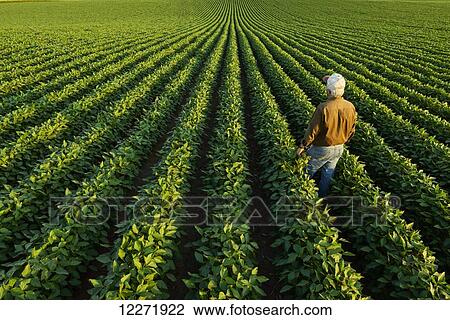 A farmer looks out across his mid-season soybean field; Iowa, United States of America View Large Photo Image Stock Image - A farmer looks out across his mid-season soybean field; Iowa, United States of America. Fotosearch