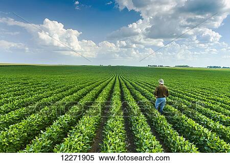 A farmer looks out across his mid-season soybean field in early summer; Iowa, United States of America View Large Photo Image Stock Photography - A farmer looks out across his mid-season soybean field in early summer; Iowa, United States of America. Fotosearch