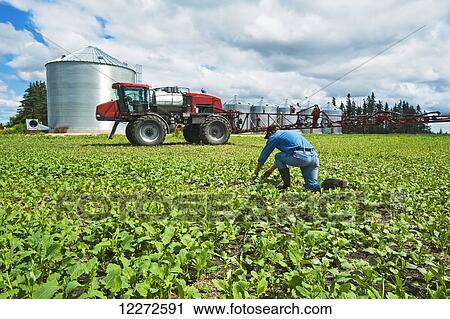 Stock Image - A farmer scouts weeds in an early growth canola field next to a high clearance sprayer, near Dugald; Manitoba, Canada. Fotosearch