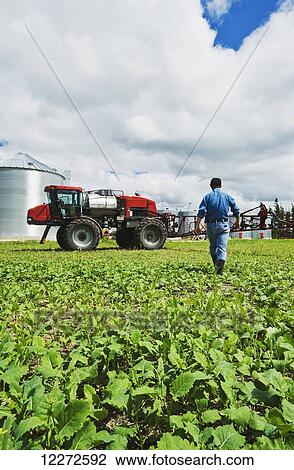 Stock Image - A farmer scouts weeds in an early growth canola field next to a high clearance sprayer, near Dugald; Manitoba, Canada. Fotosearch