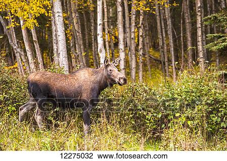 A female moose in Anchorage, Alaska, on the outskirts of Kincaid Park. View Large Photo Image Stock Image - A female moose in Anchorage, Alaska, on the outskirts of Kincaid Park.. Fotosearch
