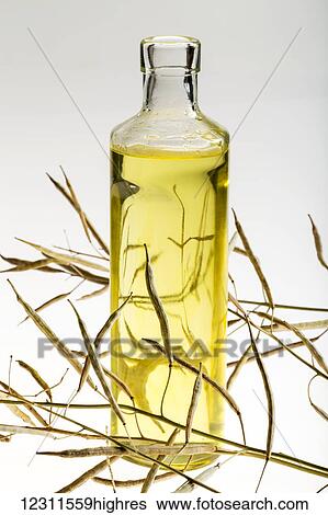 Stock Photograph - A glass bottle of canola oil with dried canola seed pods on a white background; Calgary, Alberta, Canada. Fotosearch