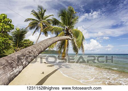 A Gorgeous Palm Tree Stretches Out Over The Beach; St. Croix, US Virgin Islands View Large Photo Image Stock Photograph - A Gorgeous Palm Tree Stretches Out Over The Beach; St. Croix, US Virgin Islands. Fotosearch