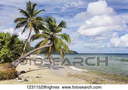A gorgeous palm tree stretches out over the beach; St. Croix, Virgin Islands, United States of America View Large Photo Image Stock Photograph - A gorgeous palm tree stretches out over the beach; St. Croix, Virgin Islands, United States of America. Fotosearch