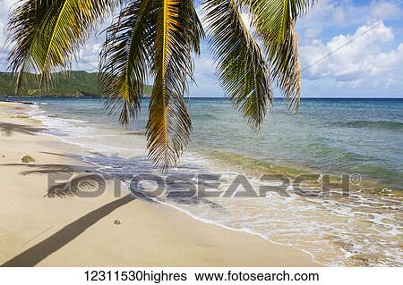 A Gorgeous Palm Tree Stretches Out Over The Beach; St. Croix, Virgin Islands, United States of America View Large Photo Image Stock Photograph - A Gorgeous Palm Tree Stretches Out Over The Beach; St. Croix, Virgin Islands, United States of America. Fotosearch