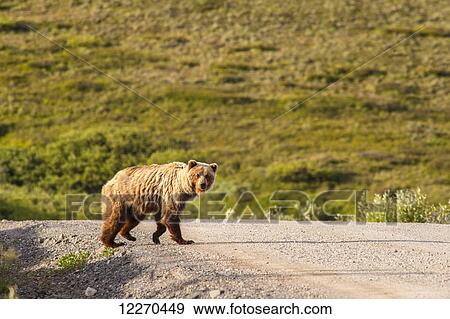 Stock Photo - A Grizzly bear crossing the Park Road at Highway Pass in Denali National Park, Interior Alaska, Spring. Fotosearch