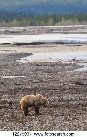 Stock Photo - A grizzly bear feeding on roots near the Teklanika River in Denali National Park on a spring day.. Fotosearch