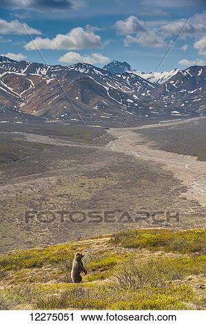 Stock Image - A grizzly bear in Denali National Park standing up at Polychrome Pass with the Alaska Range in the background, Denali National Park, Summer. Fotosearch