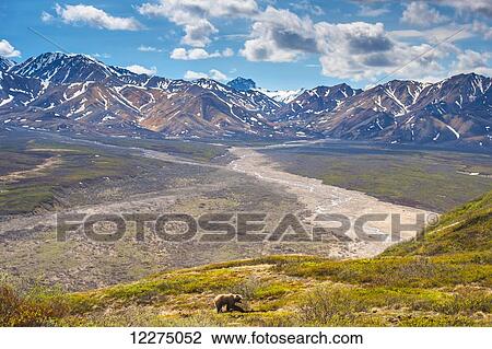 Stock Image - A grizzly bear in Denali National Park at Polychrome Pass with the Alaska Range in the background, Denali National Park, Summer. Fotosearch