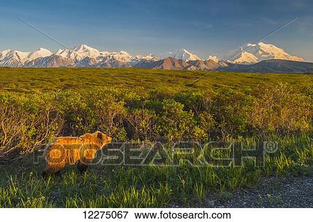 A grizzly Bear near the park road in warm evening light in Area 14 with Mt. McKinley and the Alaska Range in the background, Denali National Park, summer View Large Photo Image Stock Photo - A grizzly Bear near the park road in warm evening light in Area 14 with Mt. McKinley and the Alaska Range in the background, Denali National Park, summer. Fotosearch