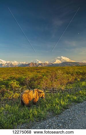 Stock Photo - A grizzly Bear near the park road in warm evening light in Area 14 with Mt. McKinley and the Alaska Range in the background, Denali National Park, summer. Fotosearch