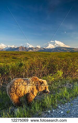 Stock Photo - A grizzly Bear near the park road in warm evening light in Area 14 with Mt. McKinley and the Alaska Range in the background, Denali National Park, summer. Fotosearch