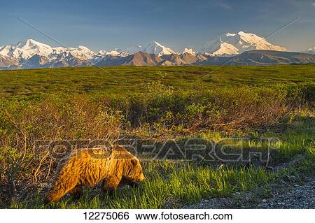 Stock Photograph - A grizzly Bear near the park road in warm evening light in Area 14 with Mt. McKinley and the Alaska Range in the background, Denali National Park, summer. Fotosearch