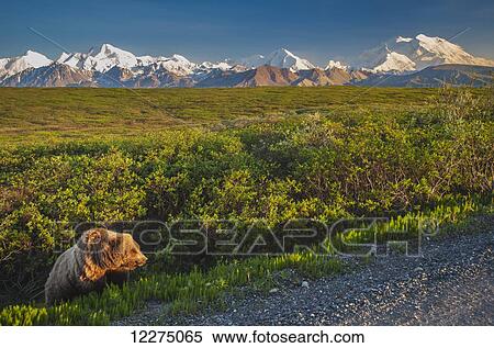 A grizzly Bear near the park road in warm evening light in Area 14 with Mt. McKinley and the Alaska Range in the background, Denali National Park, summer View Large Photo Image Stock Photography - A grizzly Bear near the park road in warm evening light in Area 14 with Mt. McKinley and the Alaska Range in the background, Denali National Park, summer. Fotosearch