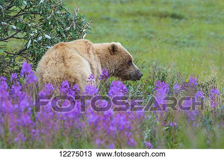 Stock Image - A grizzly bear standing in a patch of Fireweed at Sable Pass in Denali National Park and Preserve, Interior Alaska, Summer. Fotosearch