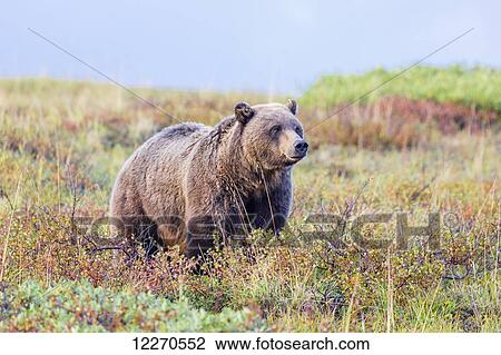 Stock Image - A grizzly bear stands in colorful fall tundra in Denali National Park, Interior Alaska, Fall, USA.. Fotosearch