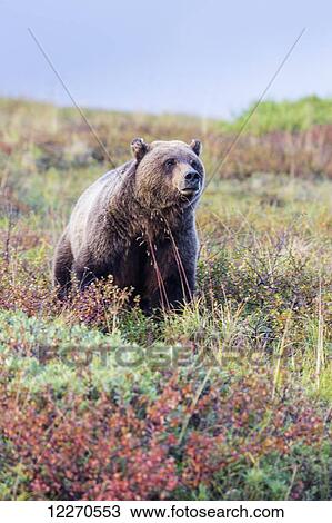 Stock Image - A grizzly bear stands in colorful fall tundra in Denali National Park, Interior Alaska, Fall, USA.. Fotosearch