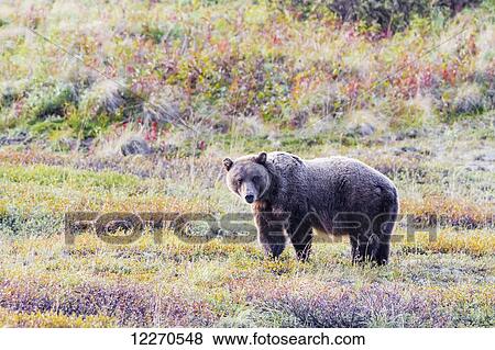 Stock Photo - A grizzly bear stands in colorful fall tundra in Denali National Park, Interior Alaska, Fall, USA.. Fotosearch